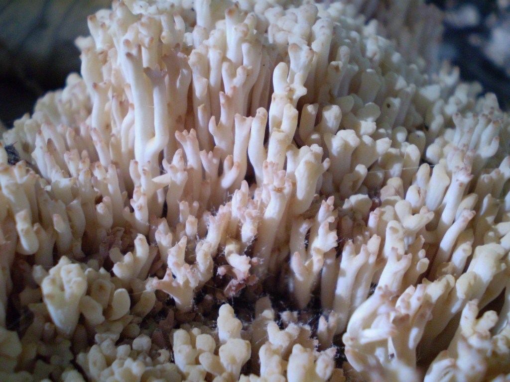 Ditola, ossia Ramaria botrytis ???